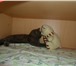 Фотография в Домашние животные Вязка Стройненькая, приятная кошечка по имени Ласка, в Екатеринбурге 0