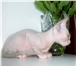 Фотография в Хобби и увлечения Разное Предлагаю котят породы Донской Сфинкс, дата в Чебоксарах 7 000