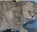 Фотография в Домашние животные Вязка Чистокровный шотландский вислоухий котик в Подольске 2 000