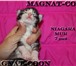 Котята Гиганты породы Мейн Кун 278222 Мейн-кун фото в Якутске