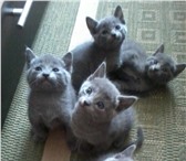 Очаровательные котята,  от клубных родителей с родословной, 160309  фото в Москве