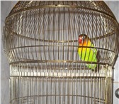 Изображение в Домашние животные Птички Продам попугая маскового неразлучника.Можно в Тольятти 1 500