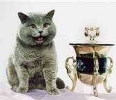 Фотография в Домашние животные Вязка Британский кот ,Gr. In. Ch , голубого окраса: в Мытищах 3 000
