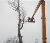 Foto в Прочее,  разное Разное Поможем вам удалить, спилить, свалить Любые в Саратове 0