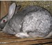Foto в Домашние животные Грызуны Кролиководческое хозяйство « Землевед» продает в Ярославле 0