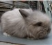 Фотография в Домашние животные Грызуны Продаются декоративные крольчата породы ангорский в Санкт-Петербурге 1 000