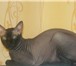 Фотография в Домашние животные Вязка Молодой котик породы сфинкс по кличке Дарт в Москве 1 000