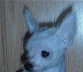 Продаётся щенок Голой китайской хохлатой собаки, 2 месяца без родословной у родителей родосло 64760  фото в Красноярске