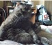 Фото в Домашние животные Вязка Пылающий любовью кот приглашает даму в гости. в Зеленоград 1
