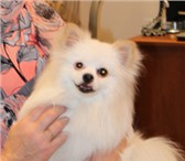 Фотография в Домашние животные Вязка собак Очаровательный белый и пушистый самец ищет в Томске 0