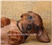 Продается щенок стандартной таксы – девочка рыжего окраса Привита по возрасту, клейменная, докум 67111  фото в Москве
