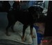 Foto в Домашние животные Вязка собак кобель 2 года и 3 месяца породы ротвейлер в Москве 1 500