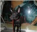 Фотография в  Отдам даром-приму в дар Отдадим в добрые руки собаку, сука, возраст в Челябинске 10