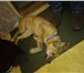 Foto в Домашние животные Найденные Найдена собака с синим ошейником, около Терминала( в Магнитогорске 1