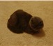 Фотография в Домашние животные Вязка Нужен кот для вязки с шотландской вислоухой в Тюмени 0
