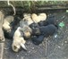 Foto в Домашние животные Отдам даром Дарим бесплатно прекрасных 1,5 месячных щенят, в Набережных Челнах 0