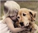Фото в Домашние животные Услуги для животных Если собака спокойна и уверенна в себе и в Красноярске 600