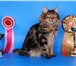 Фото в Домашние животные Вязка Роскошный молодой интеллигентный кот,  породы в Москве 6 000