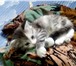 Изображение в Домашние животные Отдам даром Отдам 2 - х котят в добрые руки 2 - х месячные, в Калининграде 0