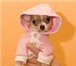 Foto в Домашние животные Вязка собак Воспитанный, галантный и очень привлекательный в Нижнекамске 0