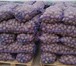 Изображение в Прочее,  разное Разное Реализуем картофель продовольственный свежий, в Калуге 6