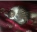 Foto в Домашние животные Отдам даром остались кошечка и котик 1,5месяца,веселые в Домодедово 10