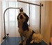 Фотография в Домашние животные Товары для животных Стол для груминга складной MasterGroom № в Красноярске 4 500