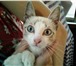 Foto в Домашние животные Отдам даром Отдадим в хорошую семью красивого котенка в Красноярске 0