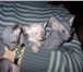 Предлагаем котят бесшерстной породы Донской сфинкс, Ласковые, чистоплотные, очень красивые киск 69502  фото в Ухта