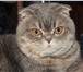 Фотография в Домашние животные Вязка Молодой кот приглашает в гости  леди.Немного в Нижнем Новгороде 0