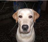 Изображение в Домашние животные Вязка собак Красавец лабрадор, породистый и чистокровный в Прокопьевске 0