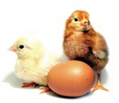 Фото в Домашние животные Другие животные Принимаем заявки на мая месяц, ! цыплят Пароде в Благовещенске 0