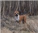 Foto в Домашние животные Вязка собак Титулованный, умный кобель Американского в Сергиев Посаде 0