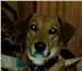 Foto в Домашние животные Вязка собак 4 года 2 месяца, среднего роста, рыжий цвет в Омске 0
