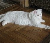 Изображение в Домашние животные Вязка Ищем персидского кота для вязки с красивой в Протвино 1 000