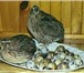 Изображение в Домашние животные Птички Полезные свойства перепелиных яиц стали известны в Нижнекамске 3