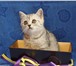Шотландские серебристые котята 915576 Скоттиш страйт фото в Москве