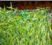 Фотография в Домашние животные Растения искуств.газон ширина 2 метра,длина рулона в Москве 950