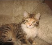Отдам бесплатно, только в добрые руки, красивого, трёхцветного котёнка, Удивительная девочка, Ей 68792  фото в Новосибирске