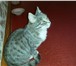 Фотография в Домашние животные Найденные Кошка 7-8 месяцев, нашли на улице. Ласковая, в Тюмени 0