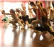 Изображение в Спорт Спортивные школы и секции Танцевальная студия
обьявляет набор в группы
для в Тольятти 1 000