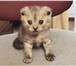 Котята Британцы 3443127 Британская короткошерстная фото в Батайске