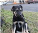 Изображение в Домашние животные Другие животные Крупный щенок, возраст 3 месяца. ищет теплый в Екатеринбурге 0