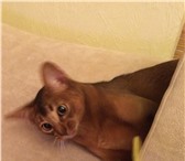 Foto в Домашние животные Вязка Нужен срочно абиссинский кот для вязки. Кошка в Уфе 0