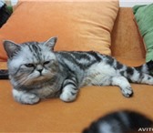 Foto в Домашние животные Вязка Британский котик приглашает кошечекБританский в Москве 3 500