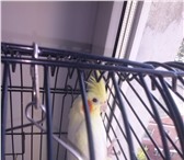 Изображение в Домашние животные Птички Самка попугая Карелла ,возрост 1 год, с клеткой в Орле 1 300
