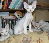 Кошки и котята породы Девон рекс 182642  фото в Москве