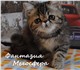 персидские и экзотические котята из моск