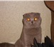 Изображение в Домашние животные Вязка Шотландский вислоухий кот лилового окраса в Оренбурге 800