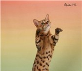 Элитные котятя Бенгальской породы из питомника CRIMEAN MIRACLE», Красивые кошки уникальной раскра 68804  фото в Красноярске